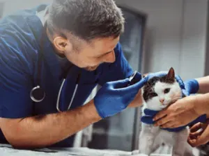 Veterinário examinando o ouvido de um gato